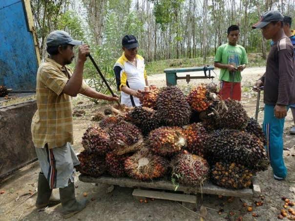 Kenaikan harga TBS sawit mitra swadaya disebabkan naiknya penjualan CPO (foto/int)